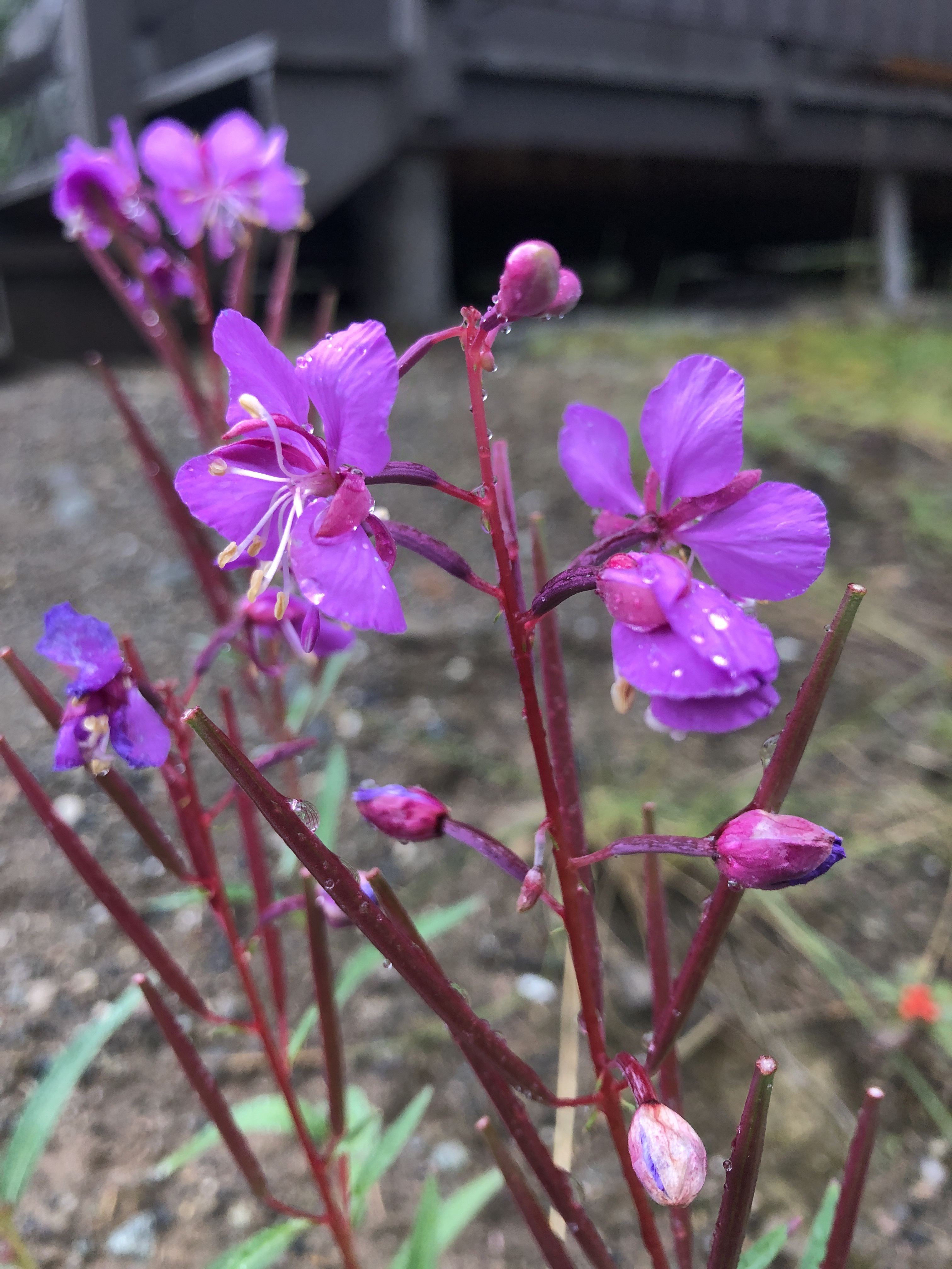 Alaska Day 5 | Ms. Grace Face